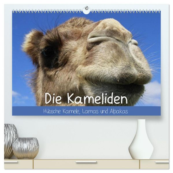 Die Kameliden. Hübsche Kamele Lamas und Alpakas (hochwertiger Premium Wandkalender 2027 DIN A2 quer) Kunstdruck in Hochglanz