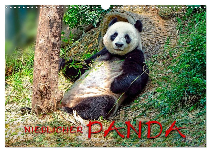 Niedlicher Panda (Wandkalender 2027 DIN A3 quer) CALVENDO Monatskalender