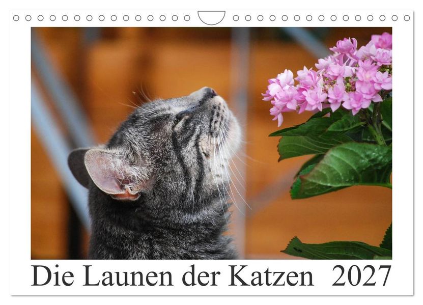 Die Launen der Katzen 2027 (Wandkalender 2027 DIN A4 quer) CALVENDO Monatskalender