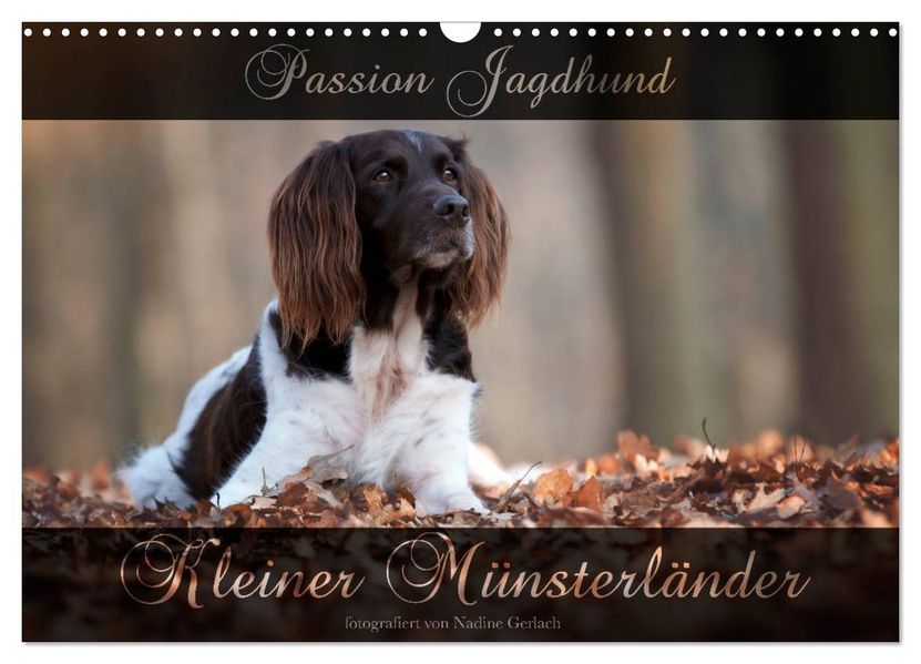 Passion Jagdhund - Kleiner Münsterländer (Wandkalender 2027 DIN A3 quer) CALVENDO Monatskalender
