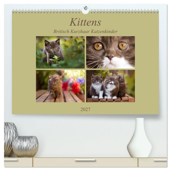 Kittens - Britisch Kurzhaar Katzenkinder (hochwertiger Premium Wandkalender 2027 DIN A2 quer) Kunstdruck in Hochglanz