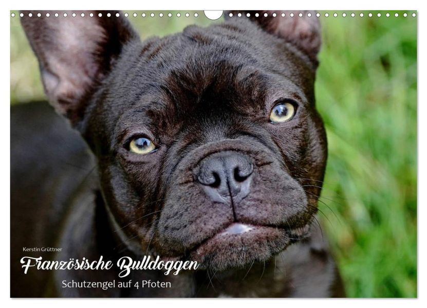 Französische Bulldoggen - Schutzengel auf 4 Pfoten (Wandkalender 2027 DIN A3 quer) CALVENDO Monatskalender
