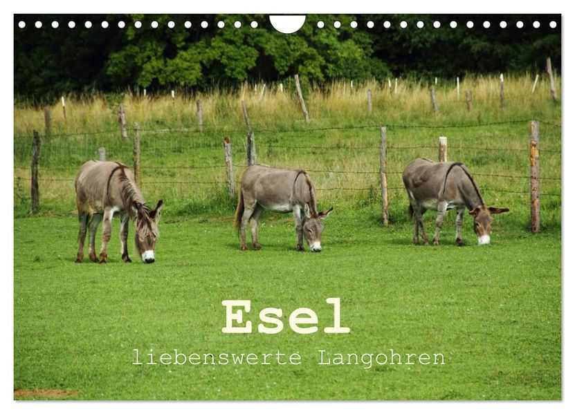 Esel - liebenswerte Langohren (Wandkalender 2027 DIN A4 quer) CALVENDO Monatskalender