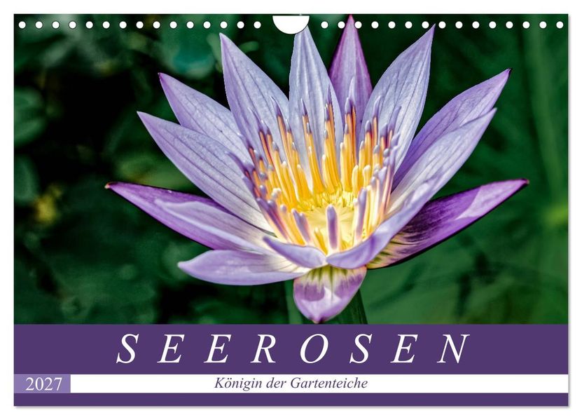 Seerosen - Königin der Gartenteiche (Wandkalender 2027 DIN A4 quer) CALVENDO Monatskalender