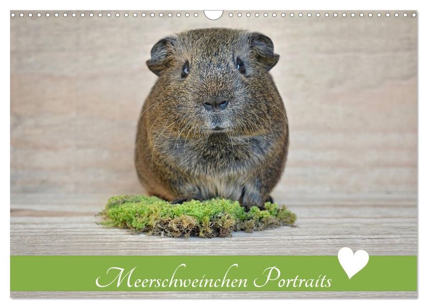 Meerschweinchen Portraits (Wandkalender 2027 DIN A3 quer) CALVENDO Monatskalender