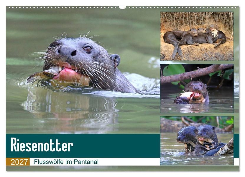 Riesenotter - Flusswölfe im Pantanal (Wandkalender 2027 DIN A2 quer) CALVENDO Monatskalender