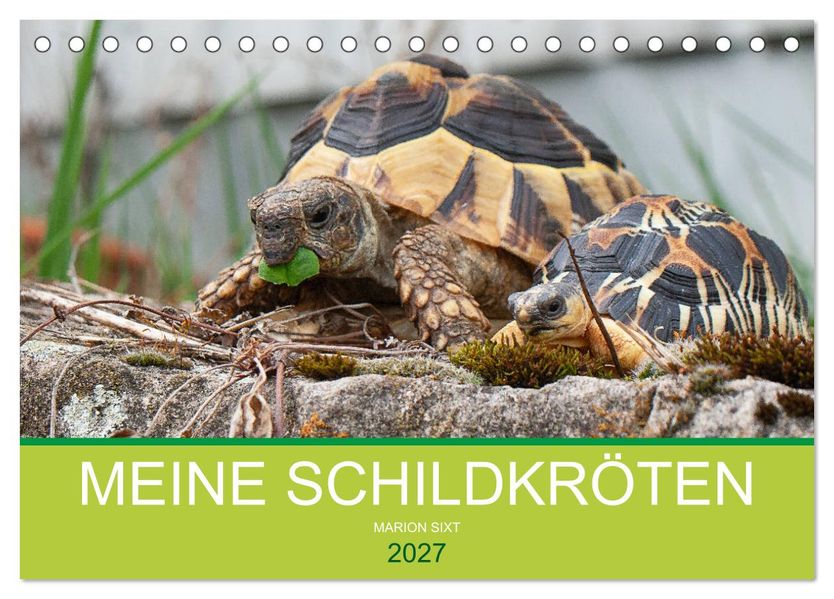 Meine Schildkröten (Tischkalender 2027 DIN A5 quer) CALVENDO Monatskalender