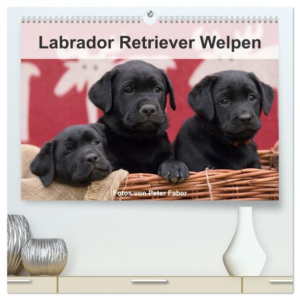Labrador Retriever Welpen (hochwertiger Premium Wandkalender 2027 DIN A2 quer) Kunstdruck in Hochglanz
