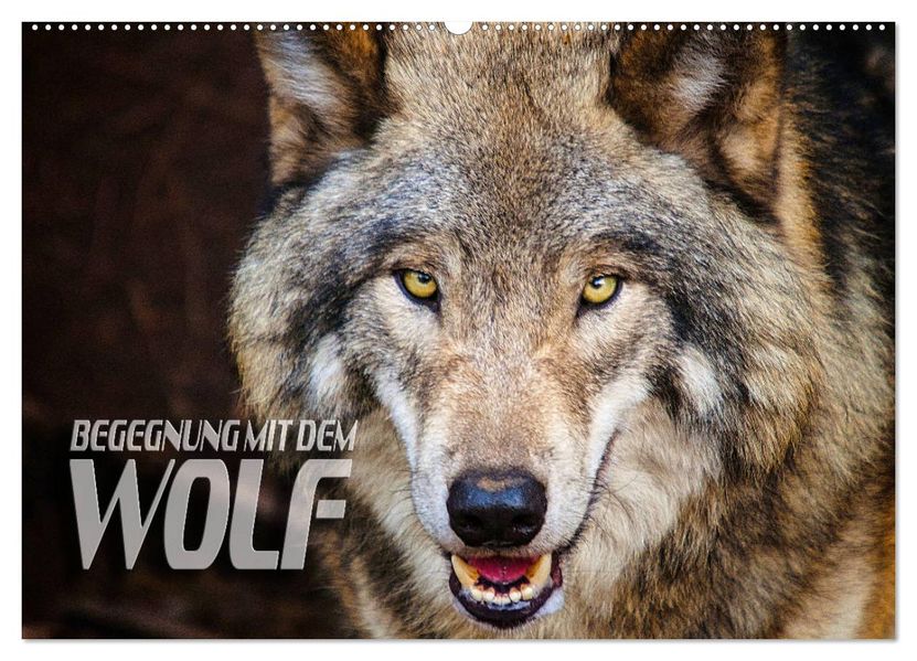 Begegnung mit dem Wolf (Wandkalender 2027 DIN A2 quer) CALVENDO Monatskalender