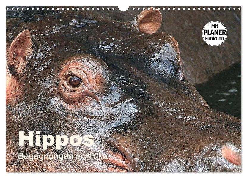 Hippos - Begegnungen in Afrika (Wandkalender 2027 DIN A3 quer) CALVENDO Monatskalender
