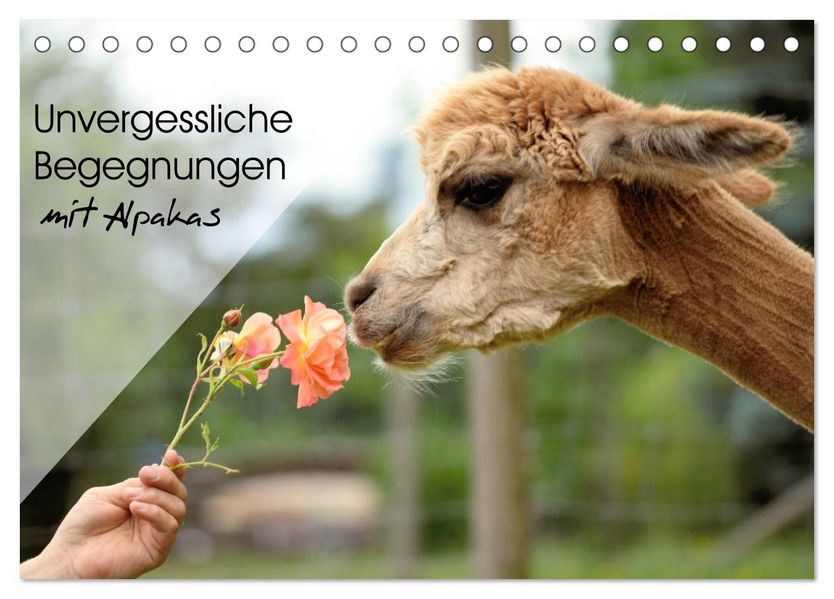 Unvergessliche Begegnungen mit Alpakas (Tischkalender 2027 DIN A5 quer) CALVENDO Monatskalender