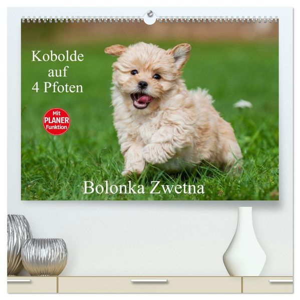 Kobolde auf 4 Pfoten - Bolonka Zwetna (hochwertiger Premium Wandkalender 2027 DIN A2 quer) Kunstdruck in Hochglanz