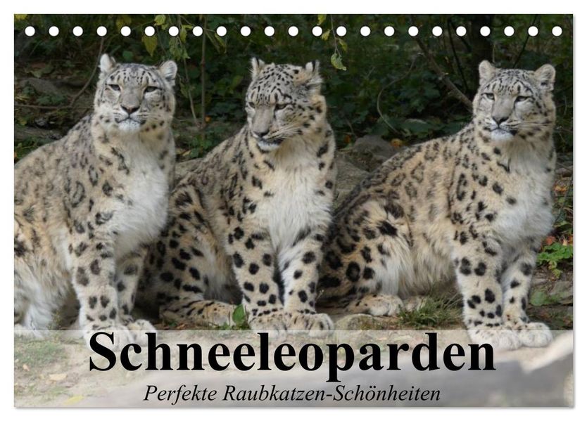 Schneeleoparden. Perfekte Raubkatzen-Schönheiten (Tischkalender 2027 DIN A5 quer) CALVENDO Monatskalender