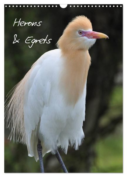 Herons & Egrets (Wall Calendar 2027 DIN A3 portrait) CALVENDO 12 Month Wall Calendar