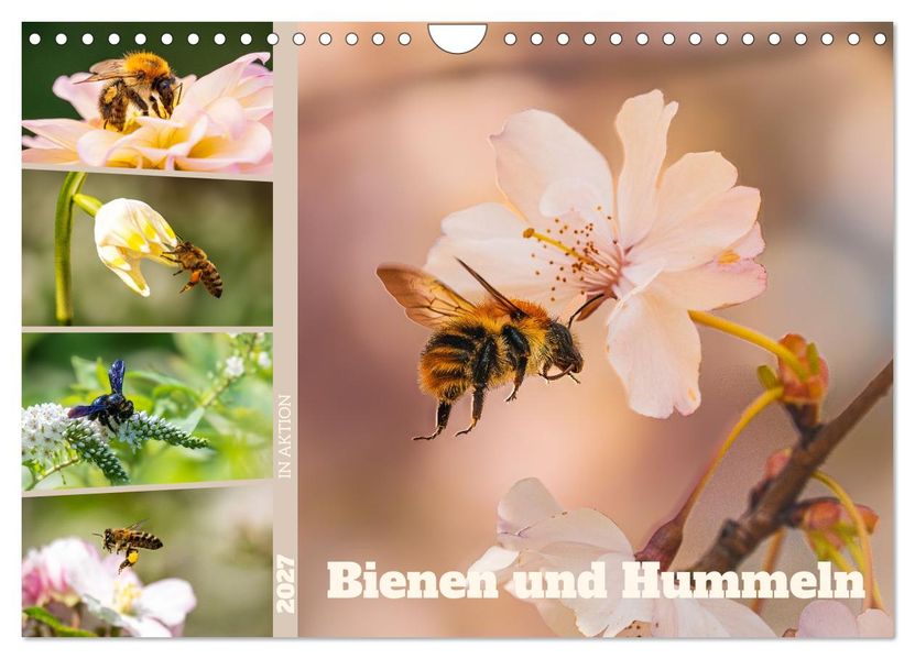 Bienen und Hummeln in Aktion (Wandkalender 2027 DIN A4 quer) CALVENDO Monatskalender