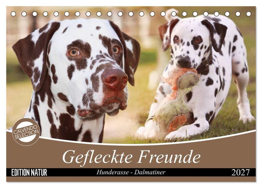 Gefleckte Freunde - Hunderasse Dalmatiner (Tischkalender 2027 DIN A5 quer) CALVENDO Monatskalender