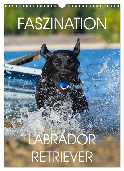 Faszination Labrador Retriever (Wandkalender 2027 DIN A3 hoch) CALVENDO Monatskalender