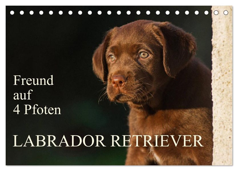 Freund auf 4 Pfoten - Labrador Retriever (Tischkalender 2027 DIN A5 quer) CALVENDO Monatskalender