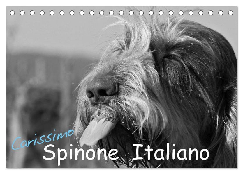 Carissimo Spinone Italiano (Tischkalender 2027 DIN A5 quer) CALVENDO Monatskalender