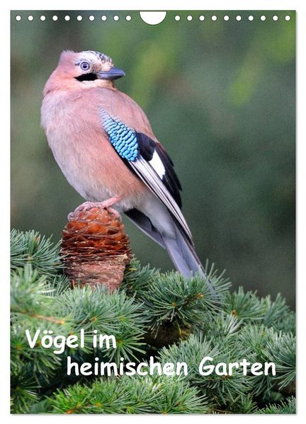 Vögel im heimischen Garten (Wandkalender 2027 DIN A4 hoch) CALVENDO Monatskalender
