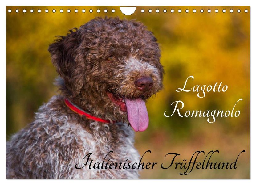 Lagotto Romagnolo - Italienischer Trüffelhund (Wandkalender 2027 DIN A4 quer) CALVENDO Monatskalender