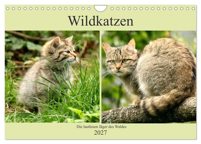 Wildkatzen - Die lautlosen Jäger des Waldes (Wandkalender 2027 DIN A4 quer) CALVENDO Monatskalender