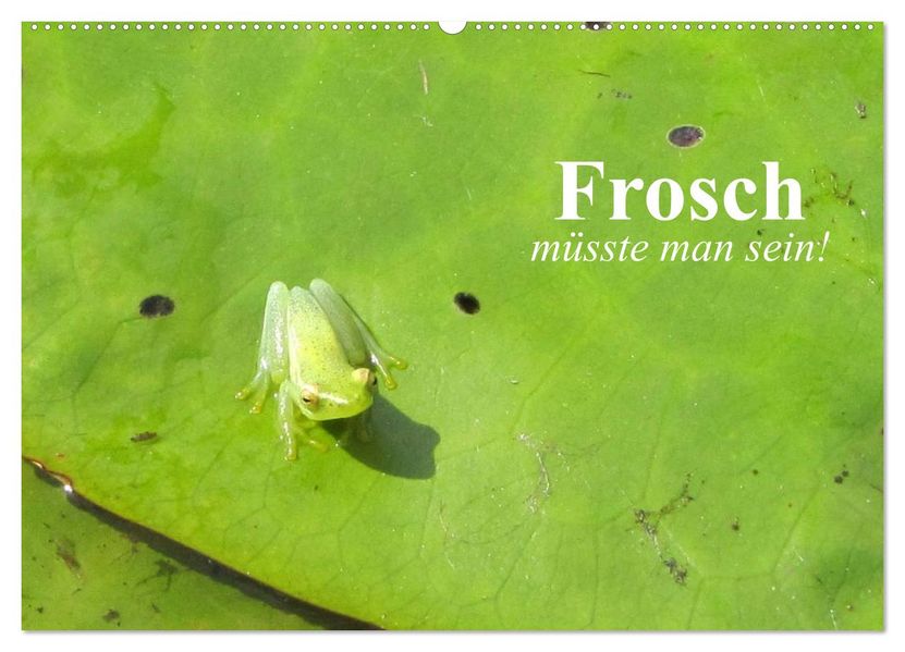 Frosch müsste man sein! (Wandkalender 2027 DIN A2 quer) CALVENDO Monatskalender