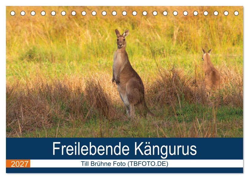 Freilebende Kängurus (Tischkalender 2027 DIN A5 quer) CALVENDO Monatskalender