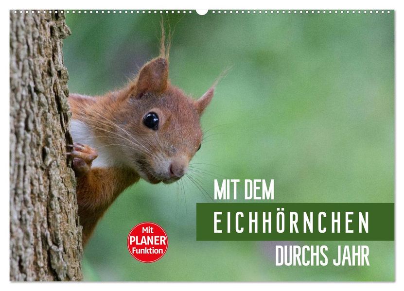 Mit dem Eichhörnchen durchs Jahr (Wandkalender 2027 DIN A2 quer) CALVENDO Monatskalender