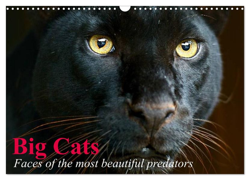Big Cats Faces of the most beautiful predators (Wall Calendar 2027 DIN A3 landscape) CALVENDO 12 Month Wall Calendar
