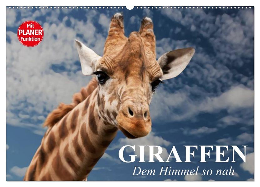 Giraffen. Dem Himmel so nah (Wandkalender 2027 DIN A2 quer) CALVENDO Monatskalender