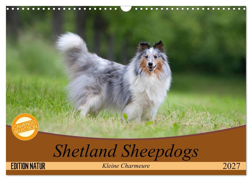 Shetland Sheepdogs - Kleine Charmeure (Wandkalender 2027 DIN A3 quer) CALVENDO Monatskalender