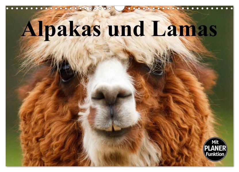 Alpakas und Lamas (Wandkalender 2027 DIN A3 quer) CALVENDO Monatskalender