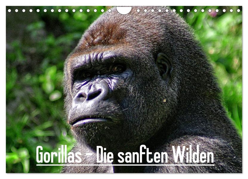 Gorillas - Die sanften Wilden (Wandkalender 2027 DIN A4 quer) CALVENDO Monatskalender