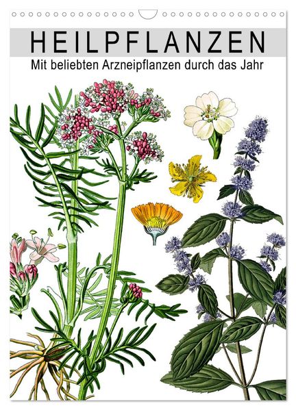 Heilpflanzen (Wandkalender 2027 DIN A3 hoch) CALVENDO Monatskalender