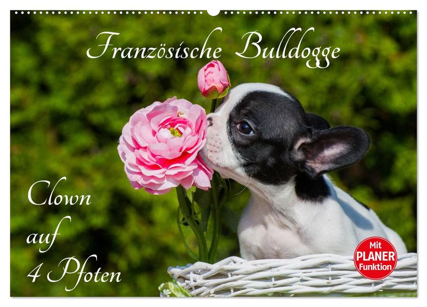 Französische Bulldogge - Clown auf 4 Pfoten (Wandkalender 2027 DIN A2 quer) CALVENDO Monatskalender