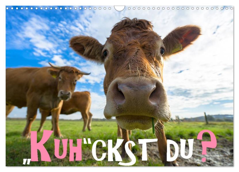 Kuhckst du? (Wandkalender 2027 DIN A3 quer) CALVENDO Monatskalender