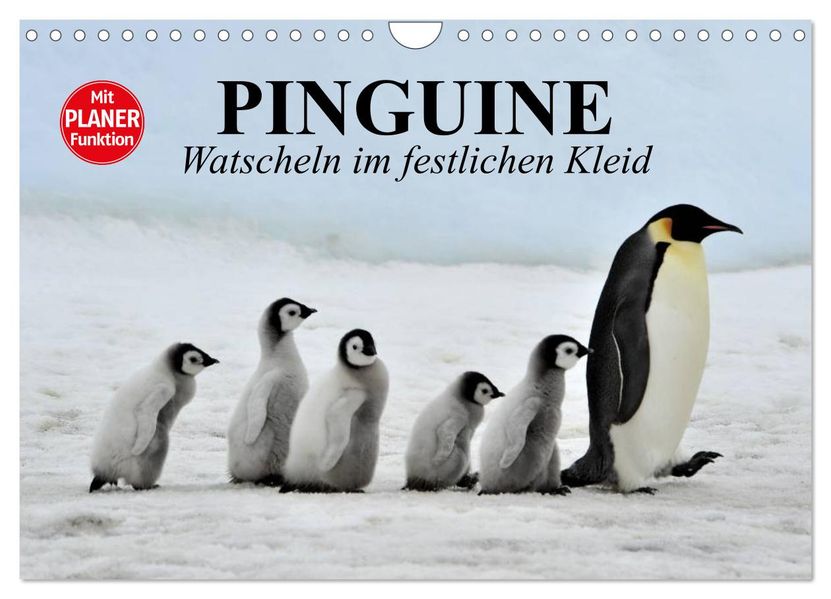 Pinguine - Watscheln im festlichen Kleid (Wandkalender 2027 DIN A4 quer) CALVENDO Monatskalender