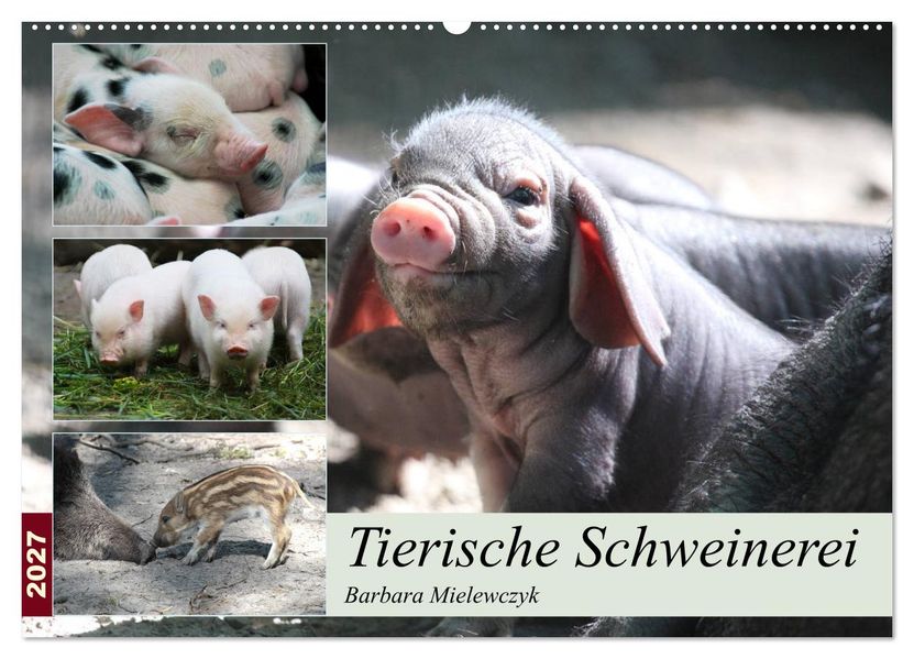 Tierische Schweinerei (Wandkalender 2027 DIN A2 quer) CALVENDO Monatskalender