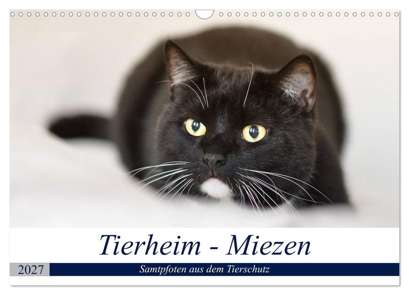 Tierheim - Miezen (Wandkalender 2027 DIN A3 quer) CALVENDO Monatskalender
