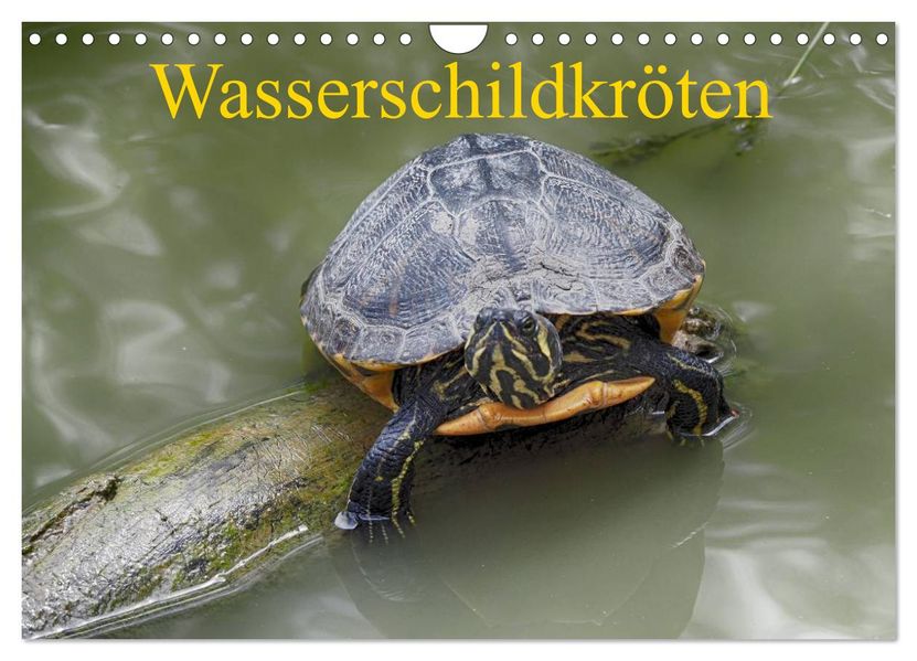 Wasserschildkröten (Wandkalender 2027 DIN A4 quer) CALVENDO Monatskalender