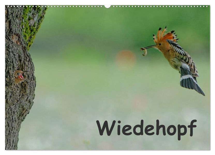 Wiedehopf (Wandkalender 2027 DIN A2 quer) CALVENDO Monatskalender