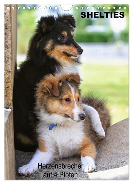 SHELTIES Herzensbrecher auf 4 Pfoten (Wandkalender 2027 DIN A4 hoch) CALVENDO Monatskalender