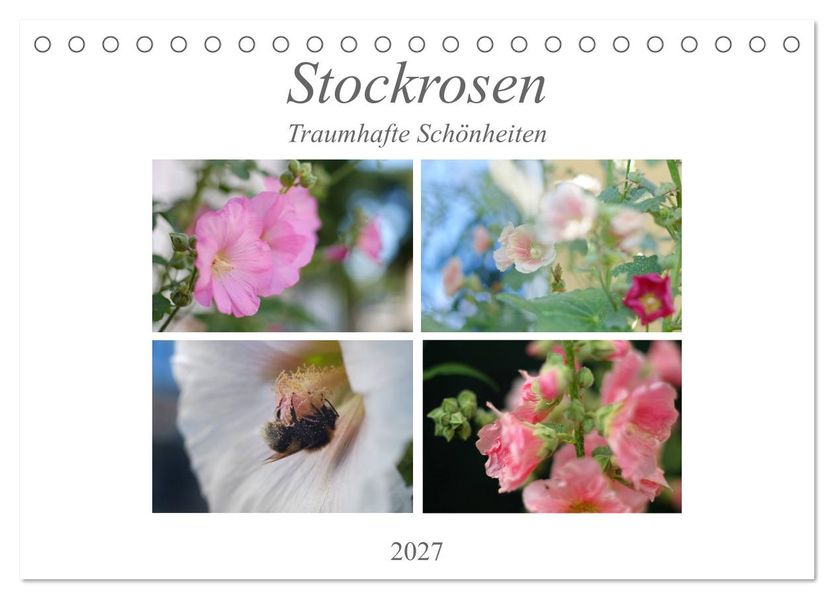 Stockrosen - Traumhafte Schönheiten (Tischkalender 2027 DIN A5 quer) CALVENDO Monatskalender