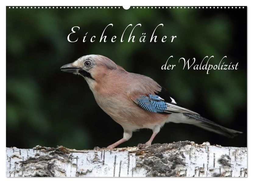 Eichelhäher der Waldpolizist (Wandkalender 2027 DIN A2 quer) CALVENDO Monatskalender