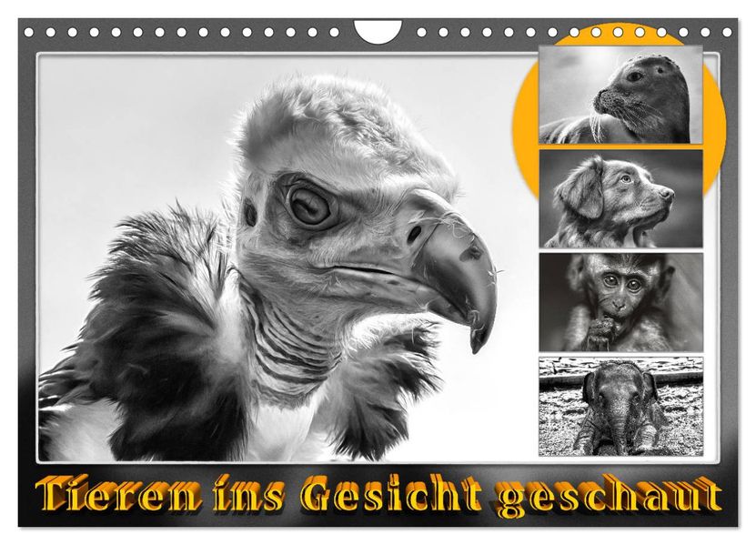 Tieren ins Gesicht geschaut (Wandkalender 2027 DIN A4 quer) CALVENDO Monatskalender