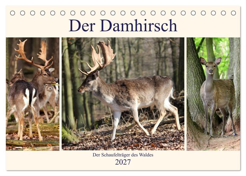 Der Damhirsch - Der Schaufelträger des Waldes (Tischkalender 2027 DIN A5 quer) CALVENDO Monatskalender