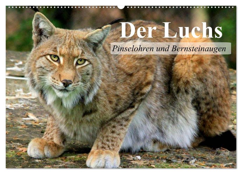 Der Luchs. Pinselohren und Bernsteinaugen (Wandkalender 2027 DIN A2 quer) CALVENDO Monatskalender