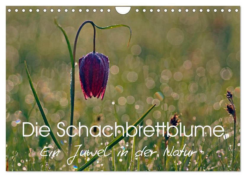 Die Schachbrettblume (Wandkalender 2027 DIN A4 quer) CALVENDO Monatskalender