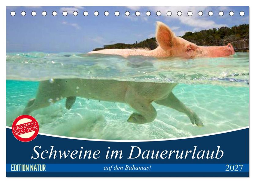 Schweine im Dauerurlaub auf den Bahamas! (Tischkalender 2027 DIN A5 quer) CALVENDO Monatskalender